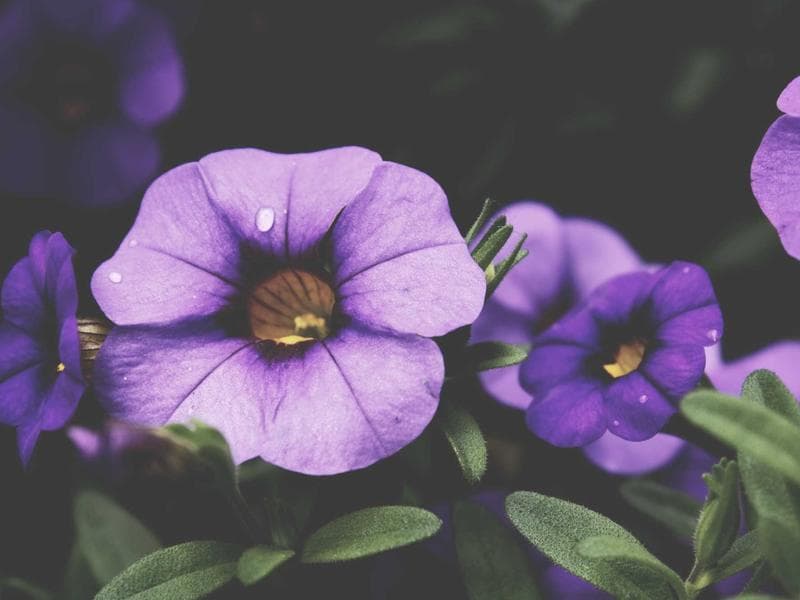 Long-Wear Foundation for Oily Skin